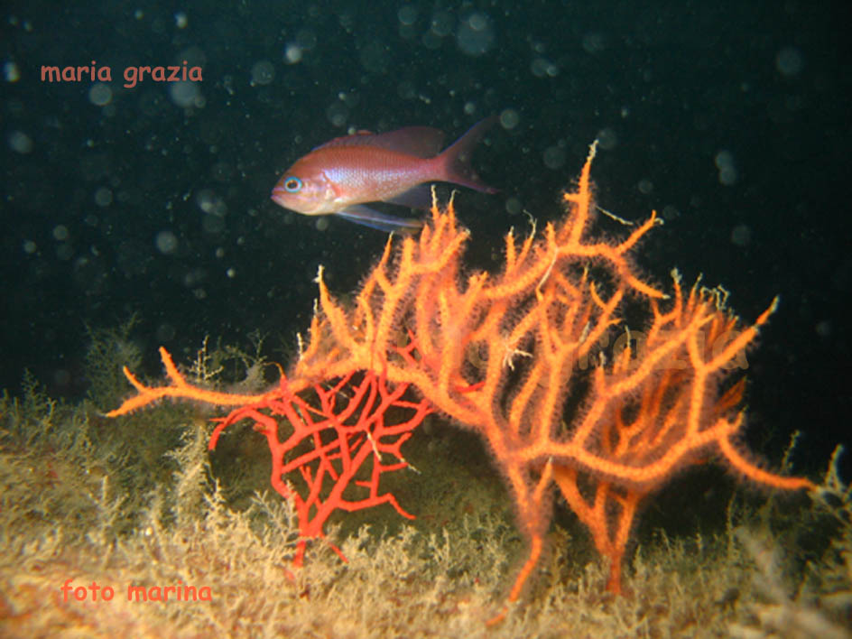 Leptogorgia sarmentosa